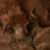 color WARM-BROWN icono