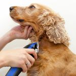 MAQ PRO PET+ Animal WAHL
